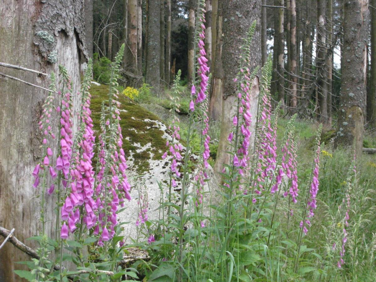 Apartamento Harz Blick Braunlage Exterior foto